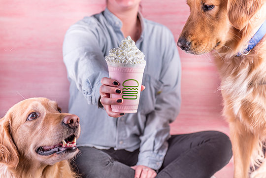 Dogs looking at Love Shack Shake