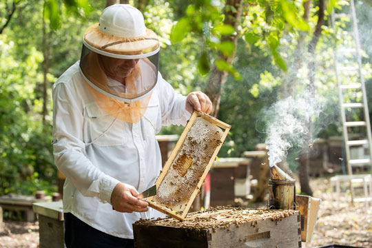 Beekeeper Damon Roy tending to a honeycomb