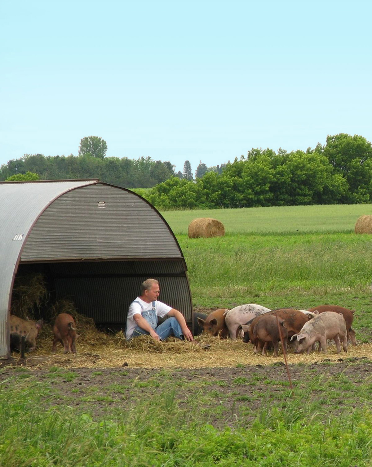 Farmer sitting in a field with pigs